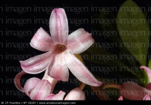 flor-de-narciso-rosada_263472
